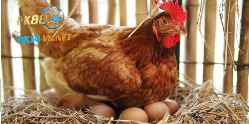 Mộng thấy con gà mái đang ấp trứng