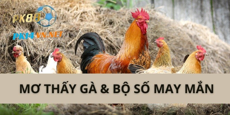 Điềm báo từ giấc mơ thấy gà cùng bộ số may mắn giúp đổi đời